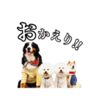 柴犬ペコと仲間たち（個別スタンプ：22）