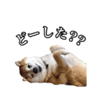 柴犬ペコと仲間たち（個別スタンプ：23）