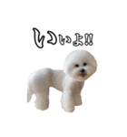 柴犬ペコと仲間たち（個別スタンプ：24）