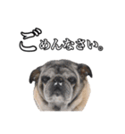 柴犬ペコと仲間たち（個別スタンプ：25）