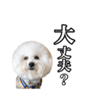 柴犬ペコと仲間たち（個別スタンプ：26）