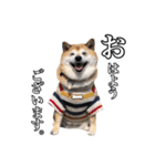 柴犬ペコと仲間たち（個別スタンプ：27）