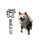柴犬ペコと仲間たち（個別スタンプ：28）