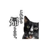 柴犬ペコと仲間たち（個別スタンプ：29）