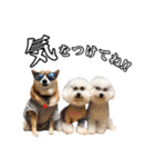 柴犬ペコと仲間たち（個別スタンプ：30）