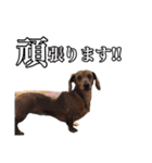 柴犬ペコと仲間たち（個別スタンプ：31）