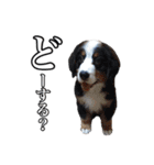 柴犬ペコと仲間たち（個別スタンプ：32）