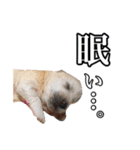 柴犬ペコと仲間たち（個別スタンプ：34）