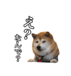 柴犬ペコと仲間たち（個別スタンプ：35）