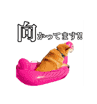 柴犬ペコと仲間たち（個別スタンプ：37）