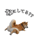 柴犬ペコと仲間たち（個別スタンプ：38）