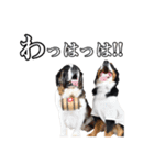 柴犬ペコと仲間たち（個別スタンプ：40）