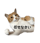 全部うちの猫と犬です（個別スタンプ：1）