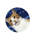 全部うちの猫と犬です（個別スタンプ：2）