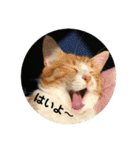 全部うちの猫と犬です（個別スタンプ：3）