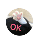 全部うちの猫と犬です（個別スタンプ：5）