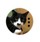 全部うちの猫と犬です（個別スタンプ：6）