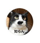全部うちの猫と犬です（個別スタンプ：7）