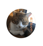 全部うちの猫と犬です（個別スタンプ：8）