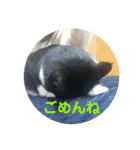 全部うちの猫と犬です（個別スタンプ：9）