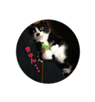 全部うちの猫と犬です（個別スタンプ：10）