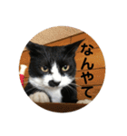 全部うちの猫と犬です（個別スタンプ：11）
