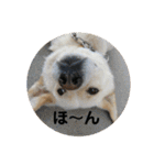 全部うちの猫と犬です（個別スタンプ：12）