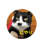 全部うちの猫と犬です（個別スタンプ：13）