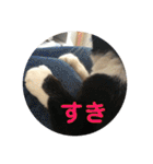 全部うちの猫と犬です（個別スタンプ：14）