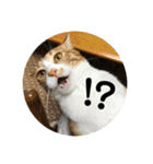 全部うちの猫と犬です（個別スタンプ：15）