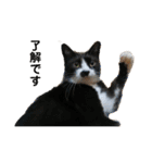 全部うちの猫と犬です（個別スタンプ：16）