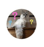 全部うちの猫と犬です（個別スタンプ：18）