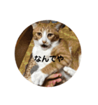 全部うちの猫と犬です（個別スタンプ：19）