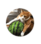 全部うちの猫と犬です（個別スタンプ：20）