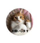 全部うちの猫と犬です（個別スタンプ：21）