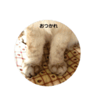 全部うちの猫と犬です（個別スタンプ：22）