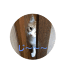 全部うちの猫と犬です（個別スタンプ：23）
