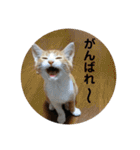 全部うちの猫と犬です（個別スタンプ：24）