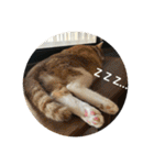 全部うちの猫と犬です（個別スタンプ：25）