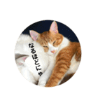 全部うちの猫と犬です（個別スタンプ：26）