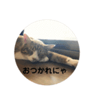 全部うちの猫と犬です（個別スタンプ：27）