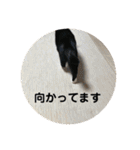 全部うちの猫と犬です（個別スタンプ：28）