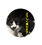 全部うちの猫と犬です（個別スタンプ：29）