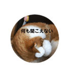 全部うちの猫と犬です（個別スタンプ：30）