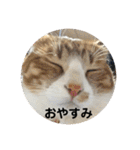 全部うちの猫と犬です（個別スタンプ：31）