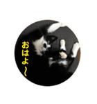 全部うちの猫と犬です（個別スタンプ：32）