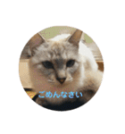 全部うちの猫と犬です（個別スタンプ：33）
