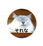 全部うちの猫と犬です（個別スタンプ：34）