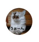 全部うちの猫と犬です（個別スタンプ：35）