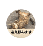 全部うちの猫と犬です（個別スタンプ：36）